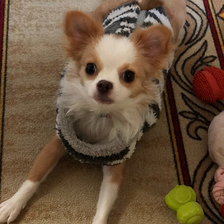 小春も朝から元気いっぱい🎵🐶
BIG💩したからびっくりした🤣
昨日、犬歯が抜けて残りの乳歯はあと2本‼️
来週の金曜日に避妊手術する予定やけど、それまでに抜けるかな❓😊