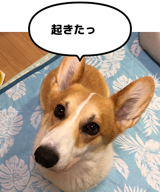ボクたん、起きまちた😃
何ちてあしょんでくれまちゅか？❤️
