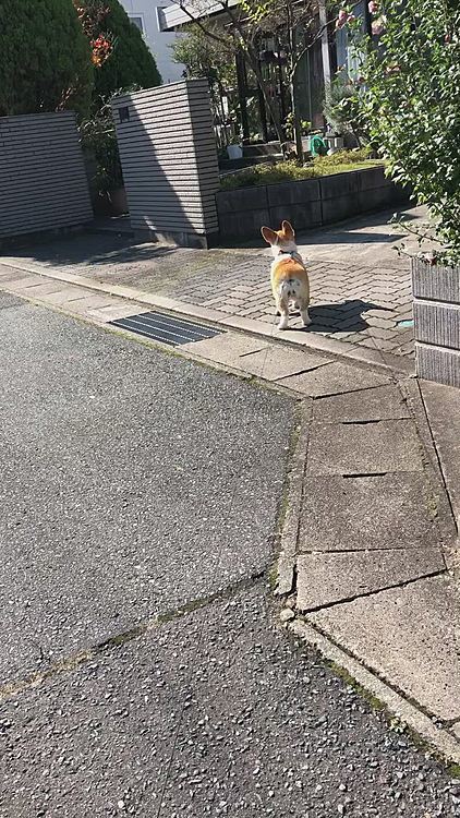 昨日の朝のお散歩で😃
お家を通り過ぎて、お隣さんちへ🤣
これ、動画なんだけど🤣
静止画みたく動いてない🤣
この後、お隣さん出てきたんだけどね🤣