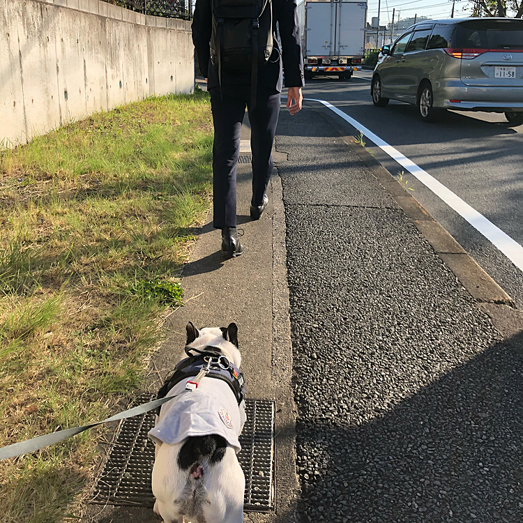 今日は駅に向かう次男と途中まで一緒の朝散歩でした😀