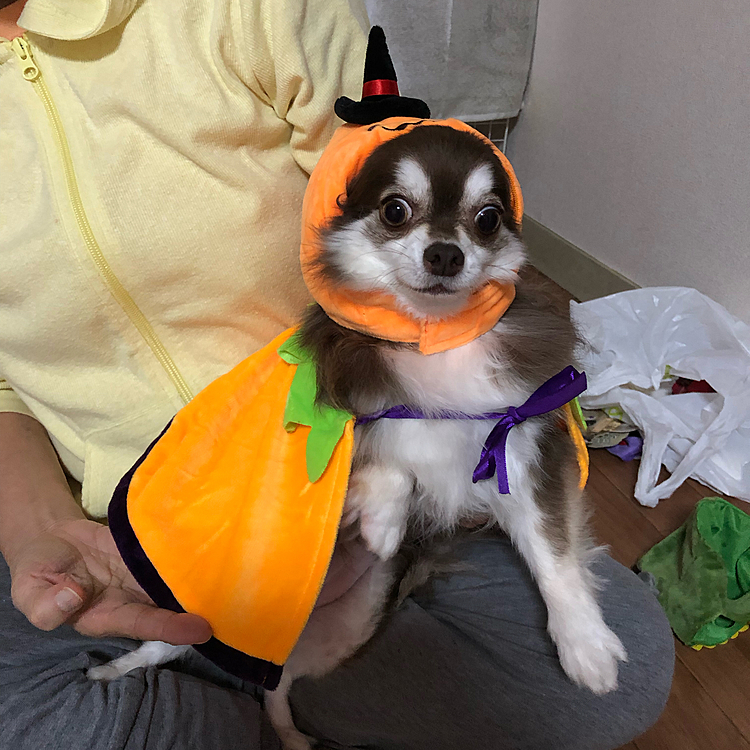 スゥちゃん、ハロウィン🎃バージョン^ - ^

お洋服嫌いのスゥちゃん、服を着せるのに、スゥちゃん可愛がってくれてるお隣さんに、手伝ってもらいました^ - ^

せっかく女の子なので、可愛いお洋服、色々着せたいのですが、ストレスになるので、断念^_^;

でも、たまには^ - ^