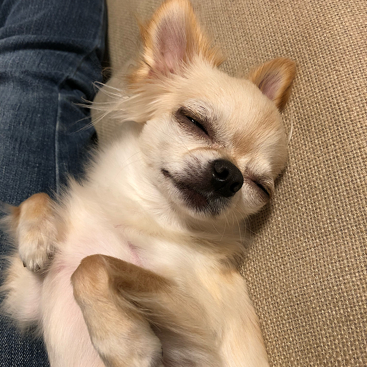 こんばんは⭐️
私がスマホ📱をいじっていたら寝てしまいました😅