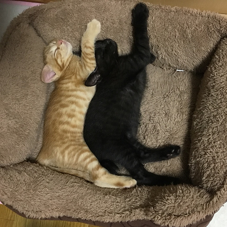 きなこ＆あんこ💕
