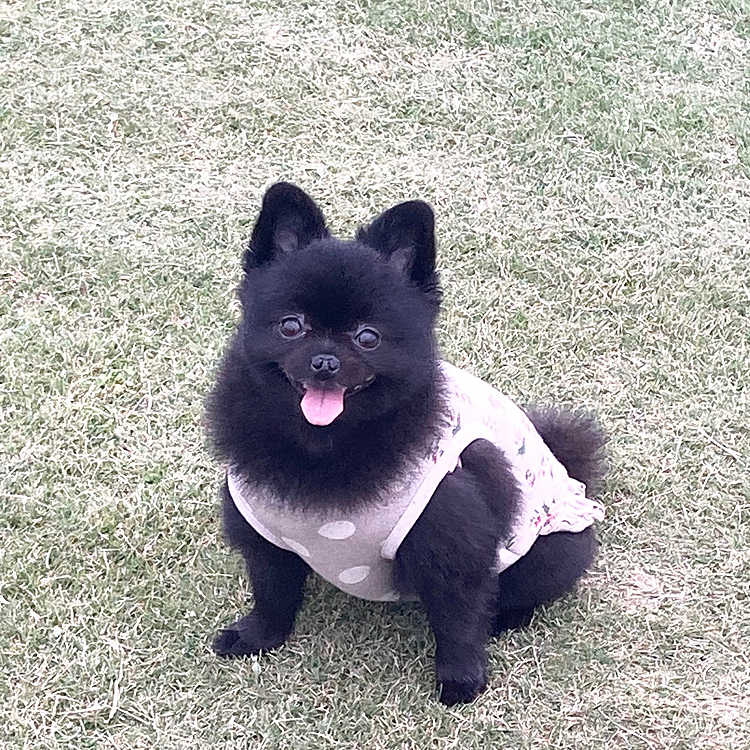 昨日ですが、近くの海浜公園に
εε＝(((((ﾉ･ω･)ﾉ