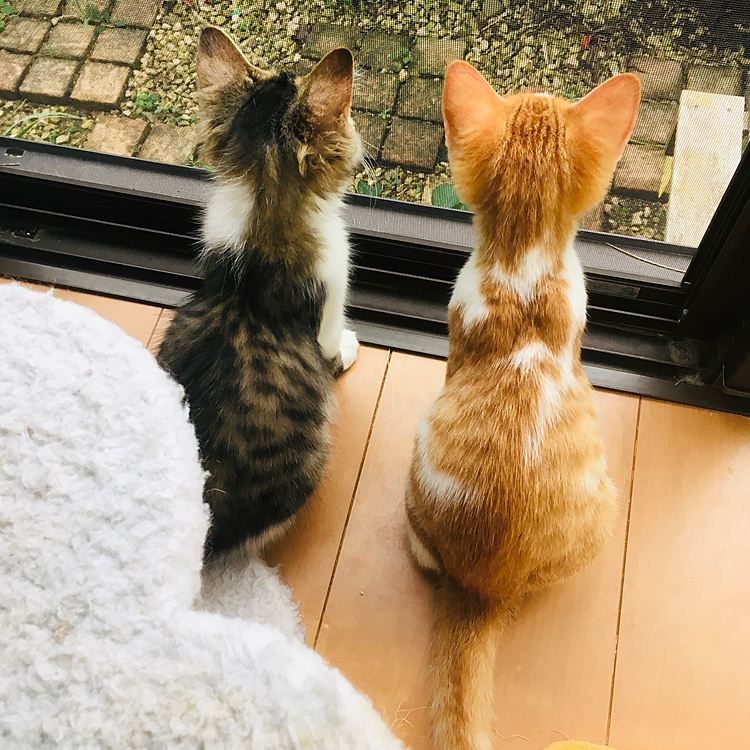 1年前も、今も兄弟なかよしです(=^ェ^=)
