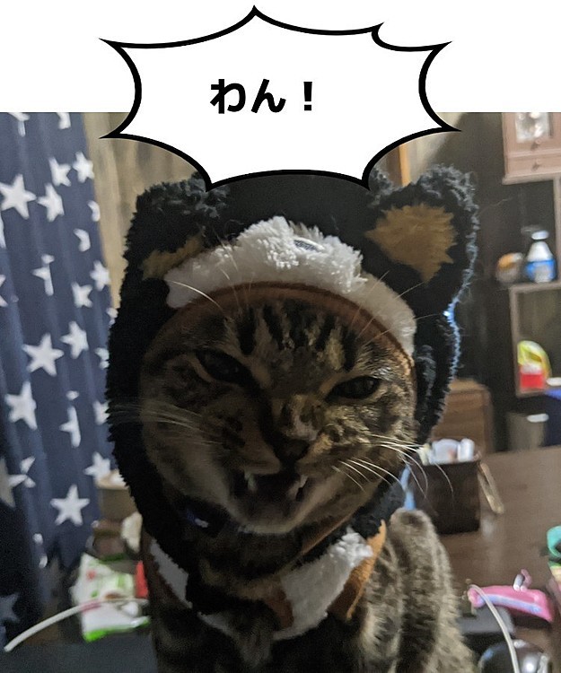 犬じゃねーし😡
