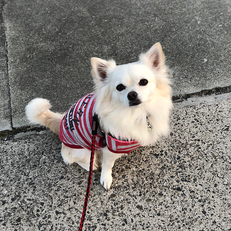 おはようございます☀
小雪は今朝も元気いっぱいお散歩してきました🎵🐶
ちょっと寒いけどルンルン💕