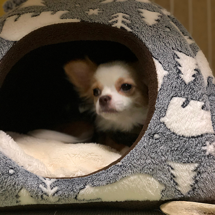 小春は毎朝、寝坊助さんです🎵🐶
目覚めてるのに、なかなかドームから出ない🤣