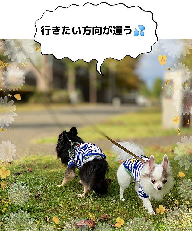 お散歩🐶🎶🐶ルンルン💕
並んでお散歩してたのに！
急に行きたい方向が変わる2人😅

