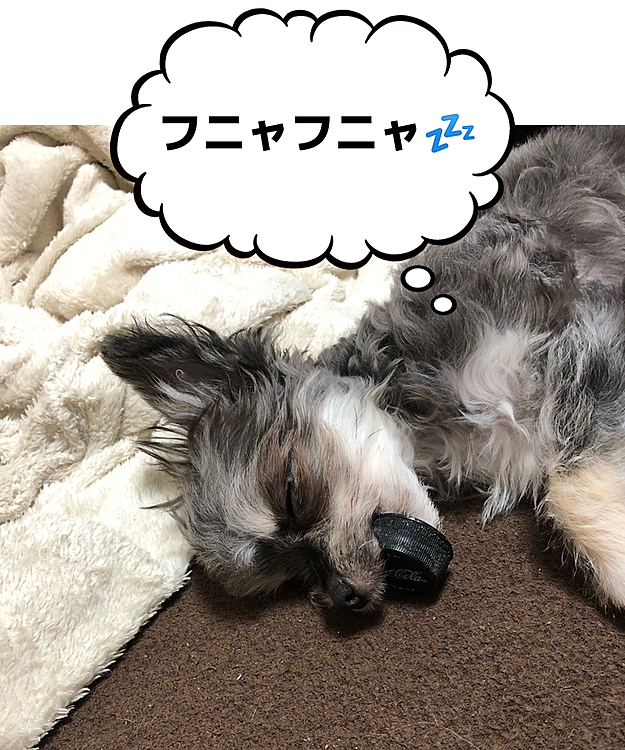 お気に入り😍のおもちゃ（キャップ）を加えたままお昼寝🛌
夢の中でもフガフガ遊んでるのかな？😅