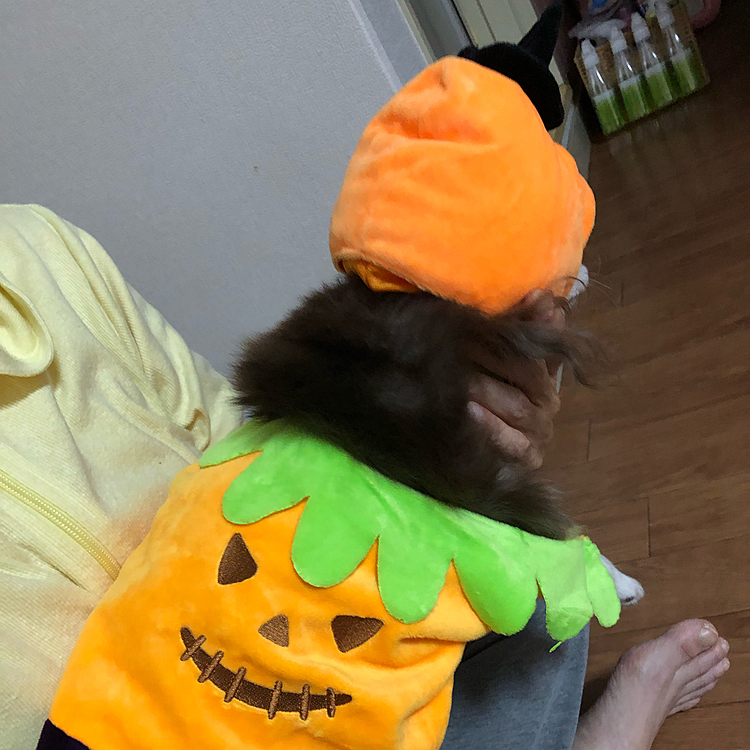 スゥちゃん、ハロウィン🎃バージョン、後姿^ - ^

3coinsで、GETしました^ - ^

イベント時には、色んなお洋服があって、良いですね^ - ^
