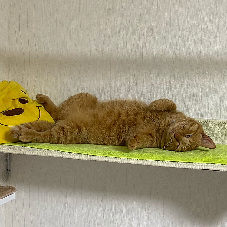 寝てるタローはかなり怖いです( ˆ꒳​ˆ; )