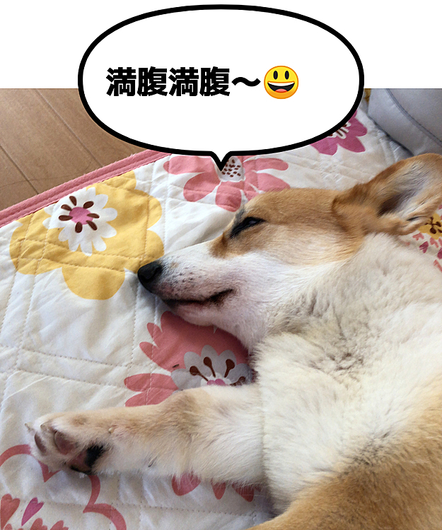 お腹いっぱいだからお昼寝しようっと😃