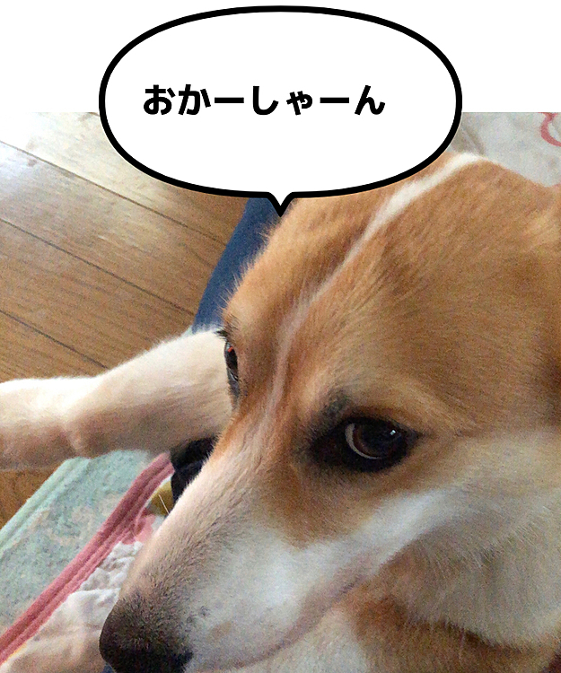 あっ😍
いっけね〜😃
おかーさんにもゴマすっておかなくちゃ💦
明日からご飯もらえない💦💦💦笑笑
まある!明日も頑張るぞっ❤️
以上!まあるでした💕