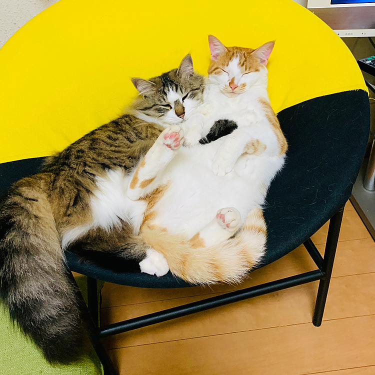 寝るコは育ちます…(=^x^=)