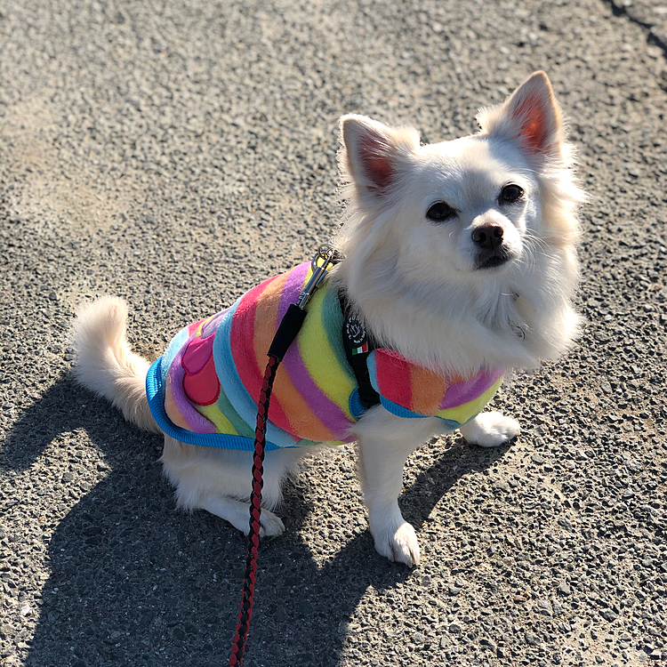おはようございます☀
めちゃ寝坊しました💦
小雪は今朝も元気いっぱいお散歩してきました🎵🐶
お友達のエルちゃんとポンちゃんに会えたね🎵