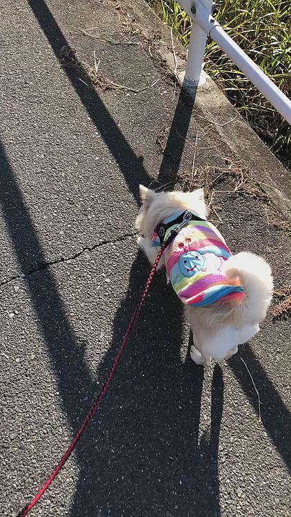 小雪はいいお天気なのでご機嫌さんでした🎵🐶
ちょっと寒かったけど、日向はあんまり寒くなかったね👍