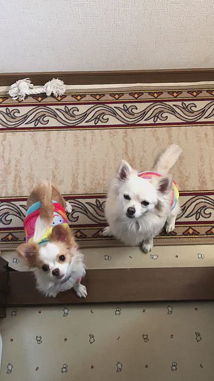 何でもまずは小雪が先🐶
小春は後🐶
でも小春は食いしん坊バンザイやから前に出てくるのよね💦
でも、小雪の方がお姉ちゃんやから、小春は待ってなきゃやで😊
って毎日、言いきかせてます👍