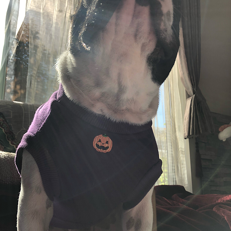 ワンポイントの🎃がいい感じ😁