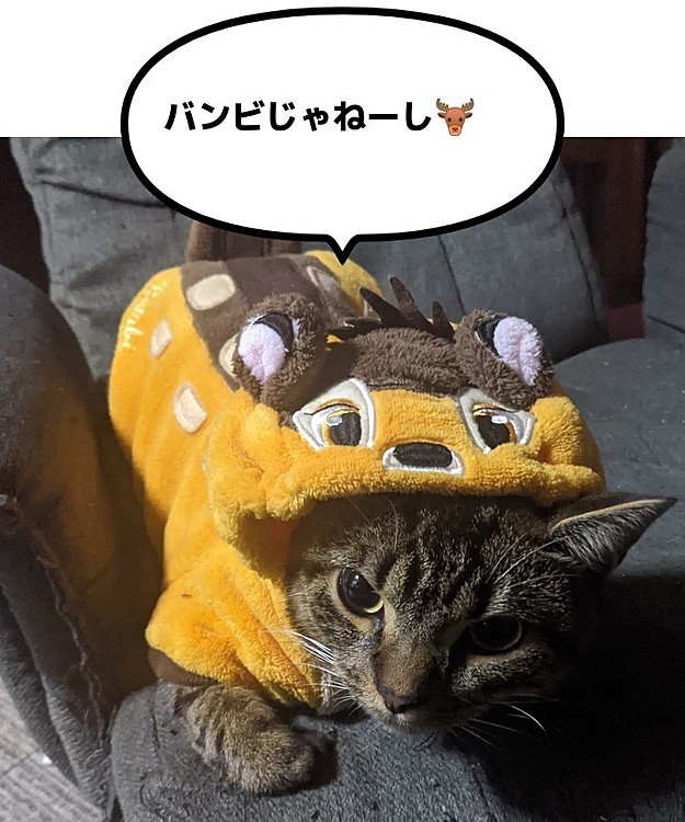 Baysの投稿