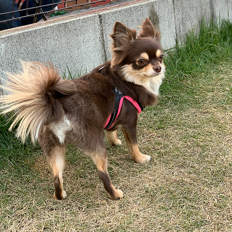 久しぶりにドックランに行ってきました😊
以前はグイグイあそぼーって行ってたまるちゃんでしたが今回は様子を見て挨拶してました🌟
