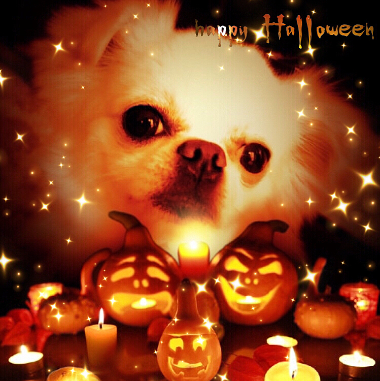 2020/10/31(土)
こんばんは⭐️
ハロウィン🎃の今日、特にうちは何もしていません😅💦
なのでせめて画像だけ😉