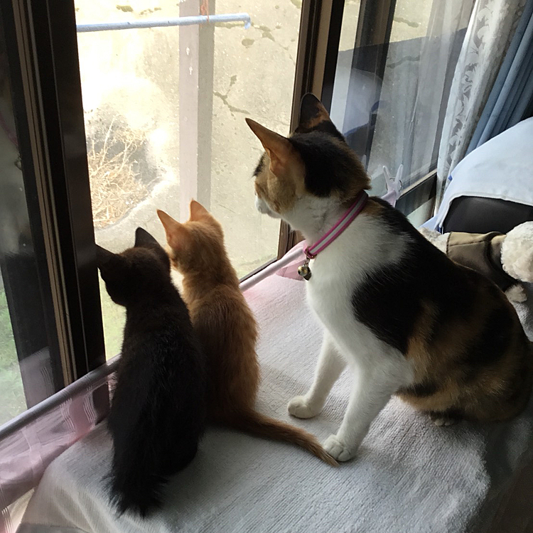 きなこ＆あんこ「お外で遊びたいよー」
みゃあ(母)「お外は危険がいっぱいだからダメよ」
