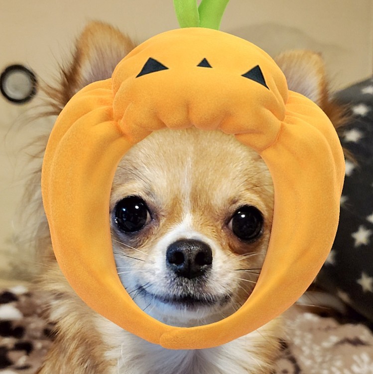 HAPPY HALLOWEEN🎃