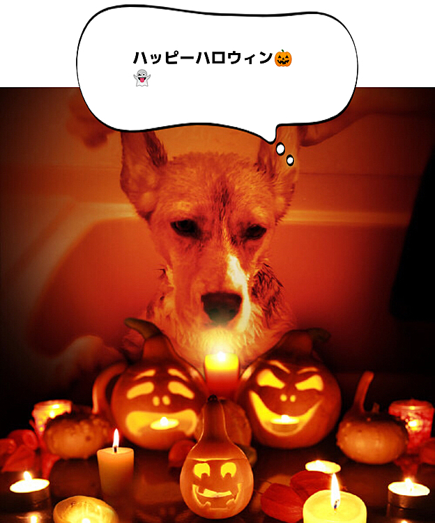 みんな楽しんでるかなぁ🎃🍬🍭🎉
🐶🤗💕