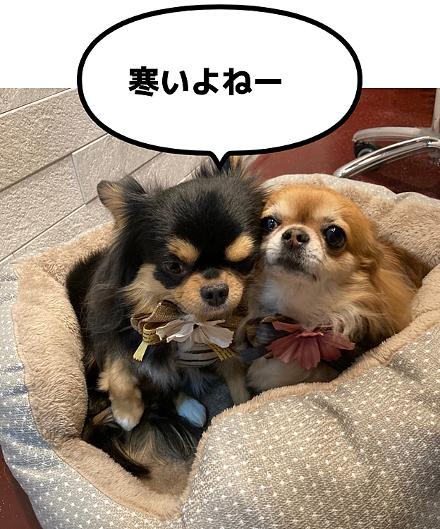 今日は昼からうちのチビさん達の
お里、ぱんだちわわのお部屋の14周年
イベントに行ってきました。

帰ってきてから慌てて、トリミング
にバタバタと行ったので、みんなお疲れ
でした。