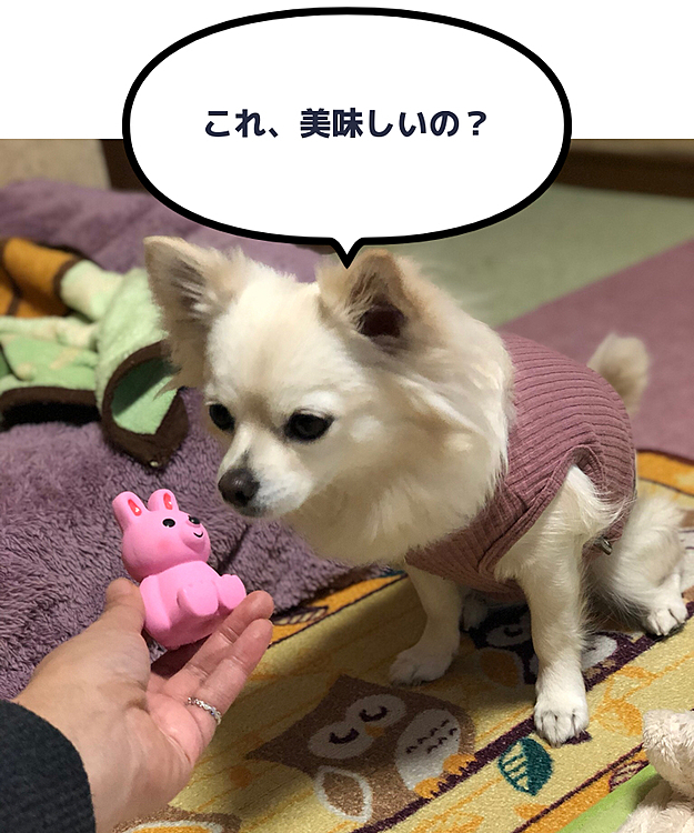 新入りウサギちゃんに一言