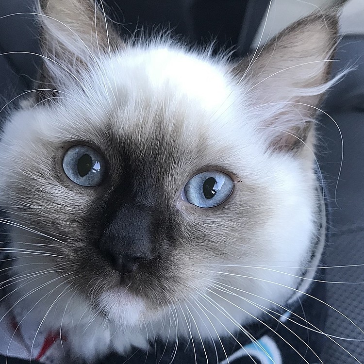 愛猫のラグドールの蘭ちゃん
youtubeでも活躍中w良かったら優しい気持ちで見てください😌https://www.youtube.com/channel/UCD--ZZb0YsFOzcdkDOveKnw/
ねこまる日記で検索よろしくお願いします🐱❤️