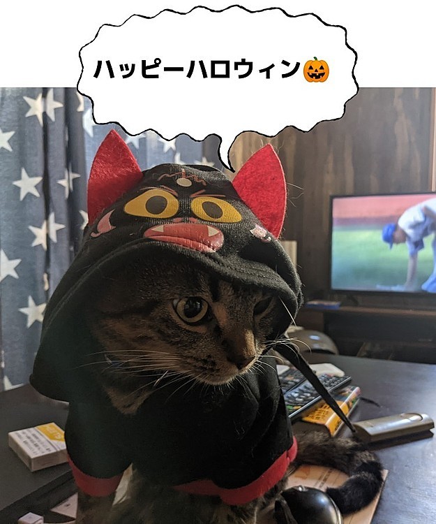 コウモリじゃねーし🦇