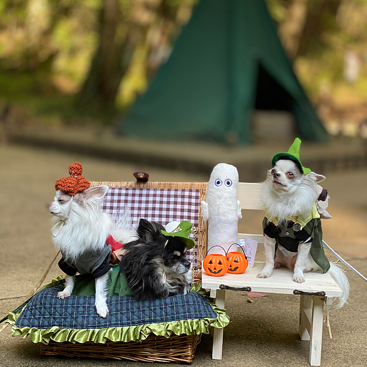 昨日🌳ムーミンバレーパークへ🚗
現地で✨お友達と合流🐾

左端がノエル🐶
右端がお友達🐶💕

よく似てる2人❣️
兄弟じゃないよ〜🎶