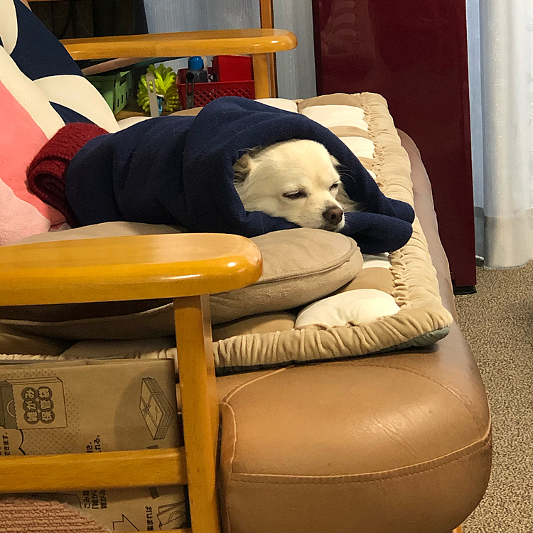 お散歩から帰ると、小雪はソファーでまったりネムネム💤
こんな時、抱っこして部屋へ連れて行こうとしたらウゥ〜💢って怒ってカプッときます💦
でもね☝️
怯むことなく問答無用で抱っこして強制連行します🤣🤣🤣