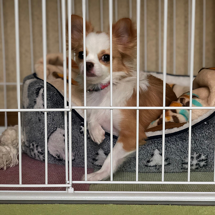 小春は朝から2回💩して元気モリモリ〜🎵
ワチャワチャ遊んだから、しばし休憩🐶
また寝るようです🤣