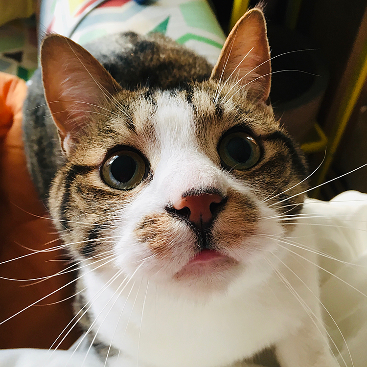 おあずけのカニカマ狙い(=^x^=)