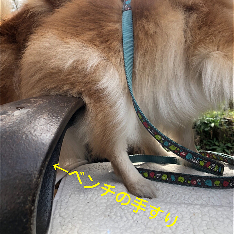 まぁーーー
お座りできてるかーーー
あんま細い事は言いたくないしなーー
まーーいいかー:(´ºωº｀):
