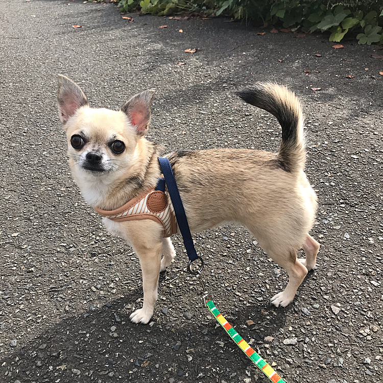 こんばんは🌙
今日は、日中晴れて☀️暖かくお散歩日和でしたよ🐶🍂