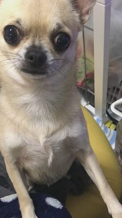 私がお菓子を食べてたら、食べたそうに近寄って来ました🐶
今日は、実家へ行きリンゴ🍎貰ってたべたからオヤツはありませんよ😆