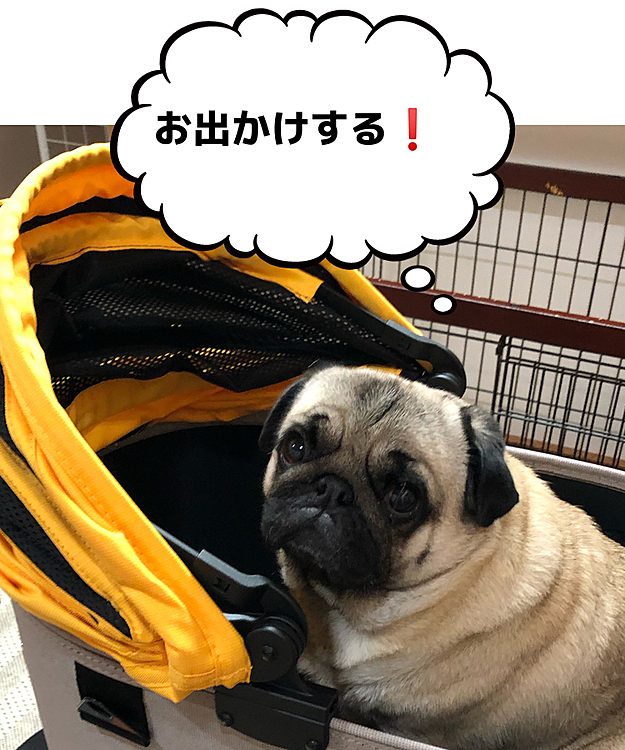 ヘルニア発症のししまる🐶
お出かけ用にエアバギーGet です😊
いっぱいお出かけします🤗