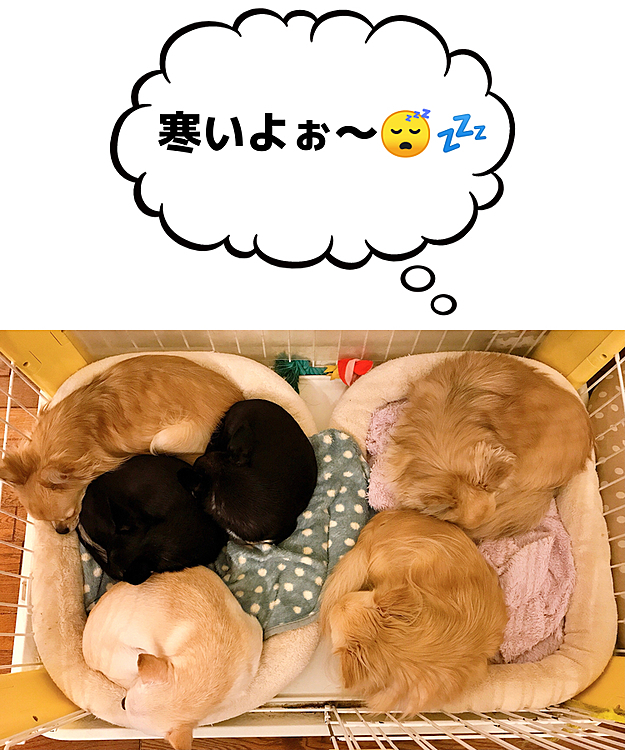 おはようございます🐾
今朝も寒いですね⛄
みんな丸まってヌクヌク寝ています😴💤🐾💕