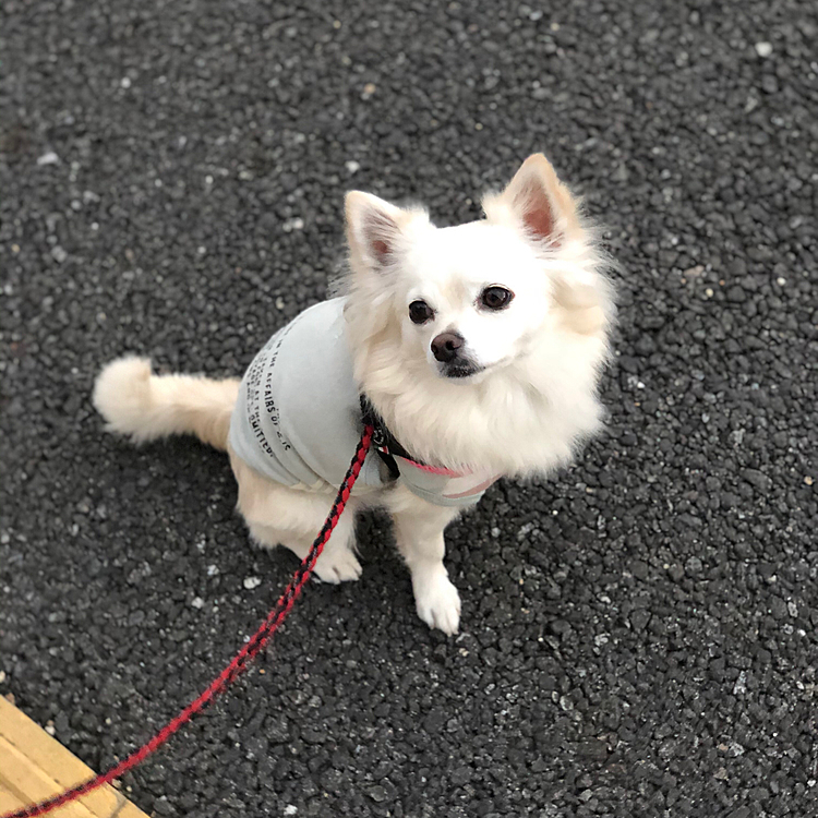 おはようございます☁️
今朝はあんまり寒くないからお散歩は歩きやすかったです🎵🐶