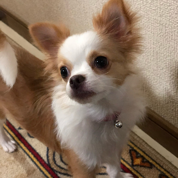 小春はオモチャやボールでワチャワチャ🎵🐶
朝からドタバタ騒がしいです🤣