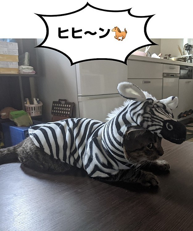 シマウマじゃねーし🦓