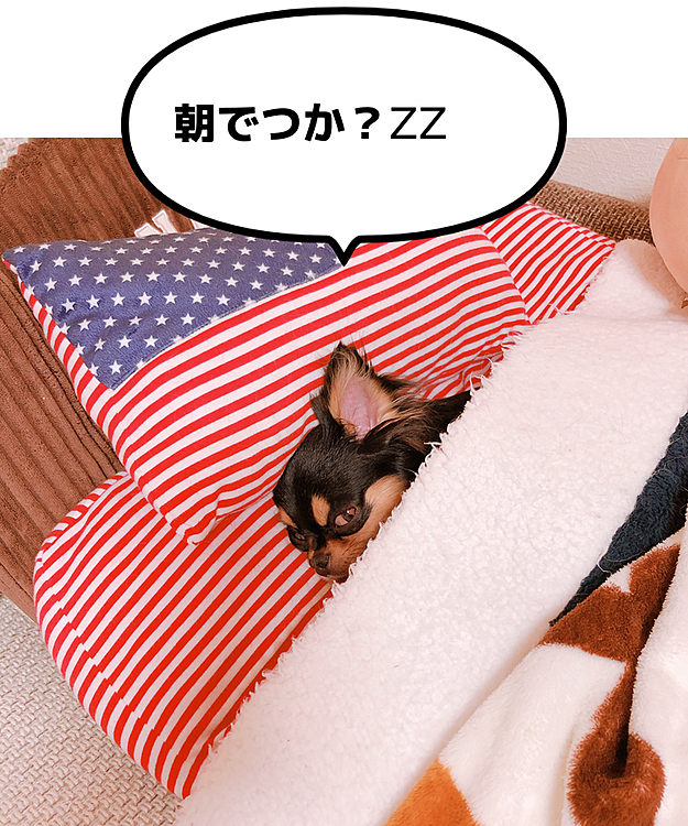 ゆきちー！朝だぞー！
(๑'-ωก̀๑)ﾈﾑﾈﾑ...
(´-ωก`)ゴシゴシ