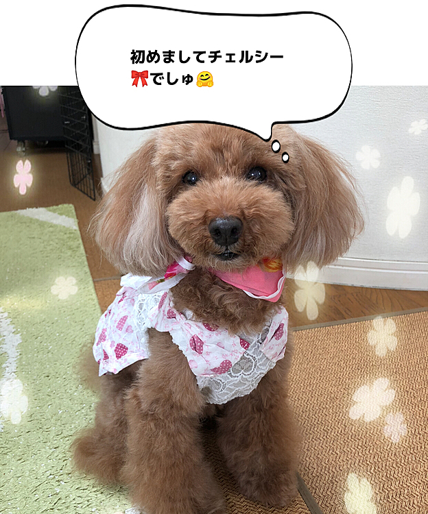 クンカからのお友達🎀🤝🎀まめたちゃま✨に聞いて、チェルシーもこのアプリに参加させていただきましゅね〜💕💕🎀
皆しゃん❣️仲良しお願いしましゅね🤗🎀💕