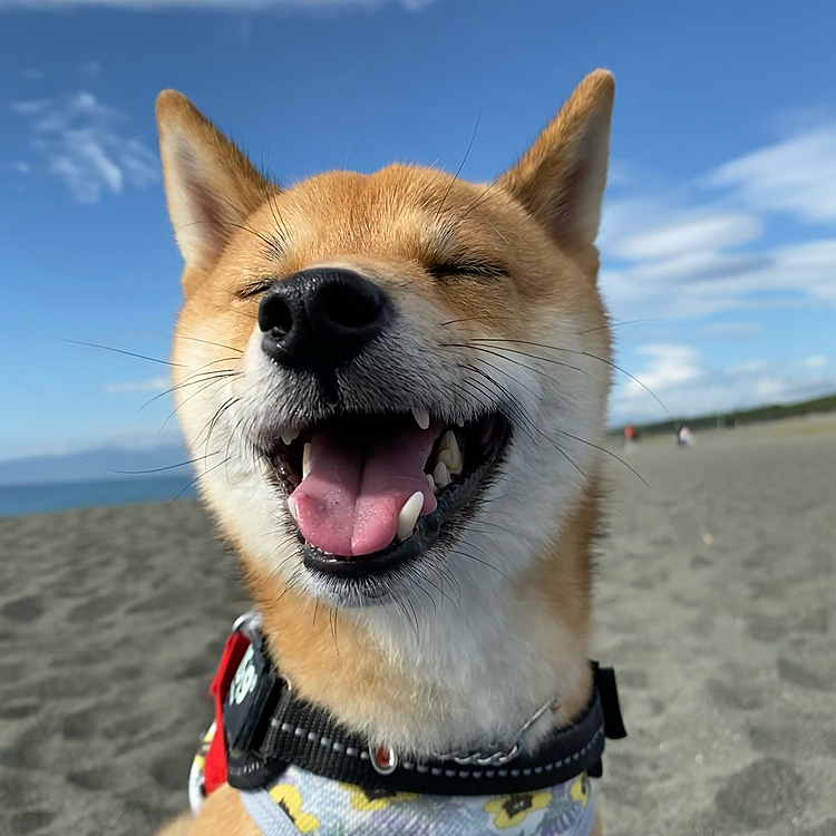 2020.11.02
午前中は晴れ間もあり、いいお天気だったので海でのんびりお散歩しました🐚