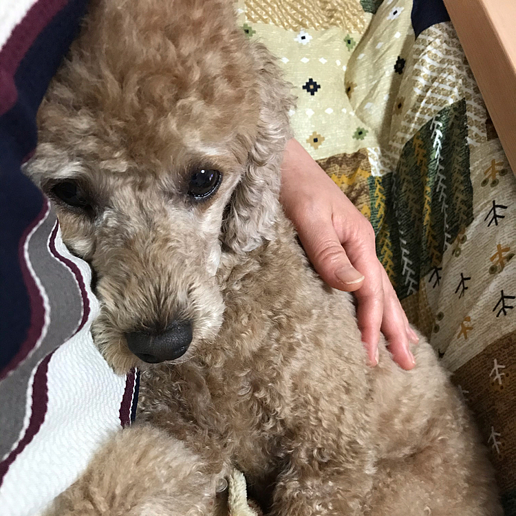 2020.11.2
久々にアラシとマッタリ過ごしてます。
約一ヶ月半友達が私の家で過ごしてたので、更に甘えん坊になってしまいました😅
ついつい、こなすをかまってしまうからヤキモチ焼いてこなすに怒ってみたり、スネ憎になってみたり😥