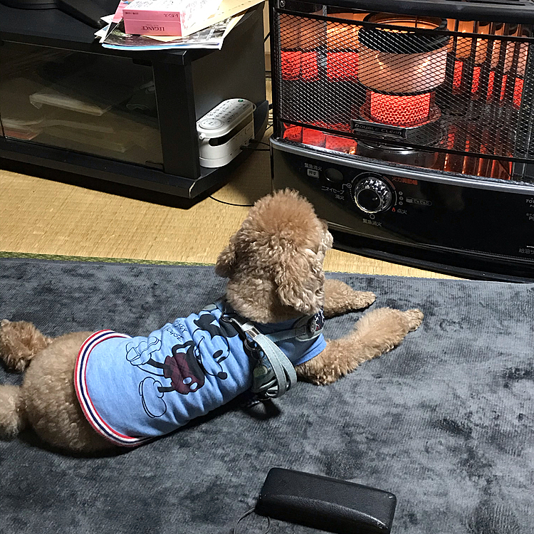 そして、この前実家に帰るとストーブが出ており、ストーブつけたら、いっちょ前にストーブの前を占領して、ヌクヌクしてました🤣
冬はここが定位置になってます😊